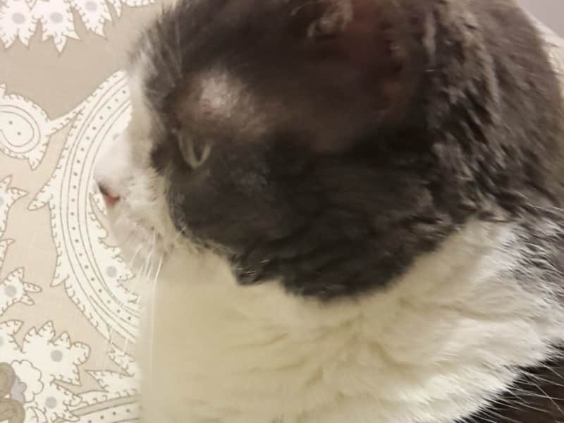 Housesitting assignment in Toronto, Ontario, Canada
