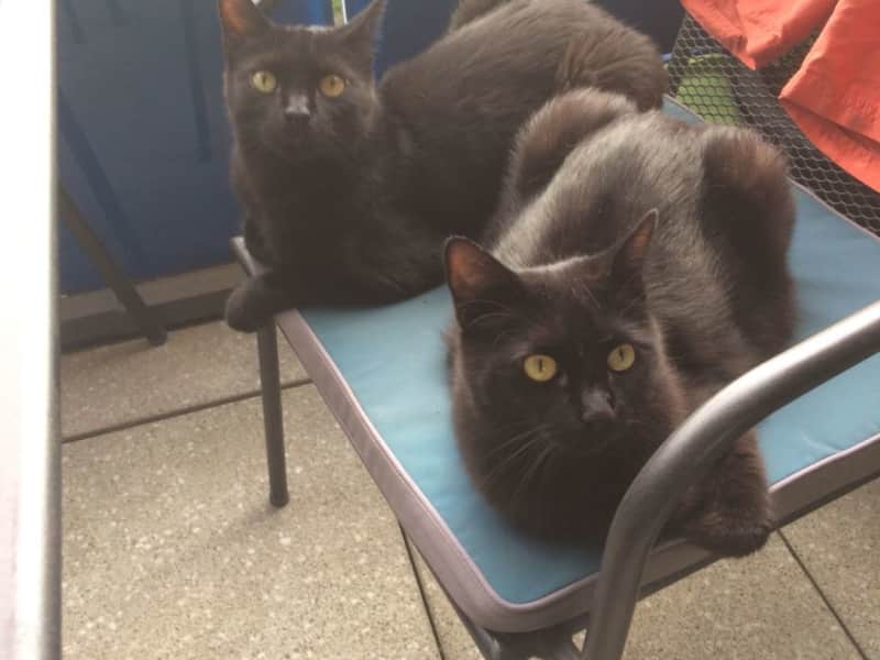 Housesitting assignment in Greenwich, United Kingdom