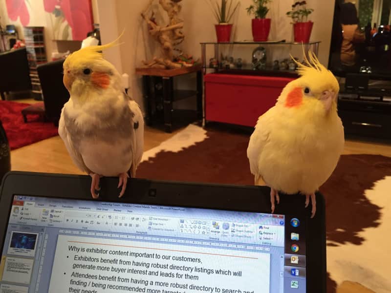 Housesitting assignment in Hampton, United Kingdom
