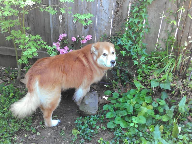 Housesitting assignment in Novato, California, United States