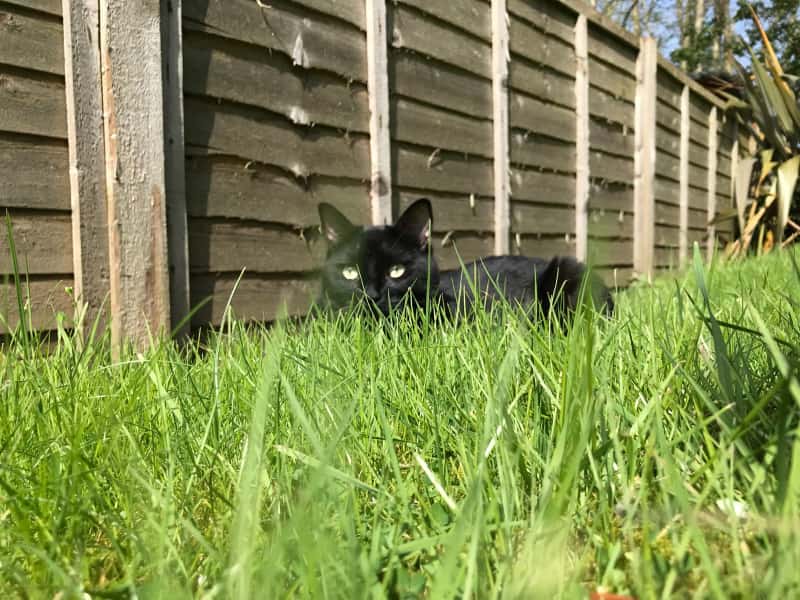 Housesitting assignment in Shenfield, United Kingdom