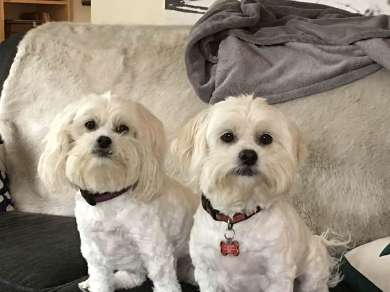 Housesitting assignment in Seattle, Washington, United States