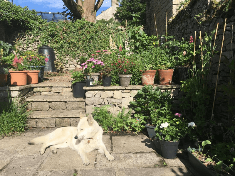 Housesitting assignment in Tideswell, United Kingdom