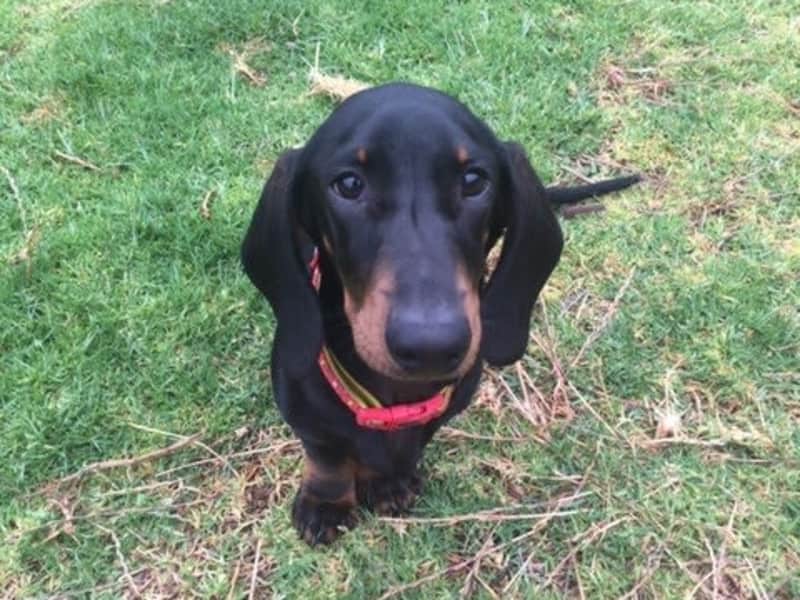 Housesitting assignment in Mount Barker, South Australia, Australia
