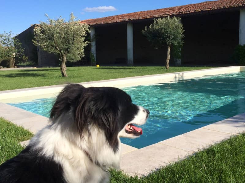 Housesitting assignment in Carcassonne, France