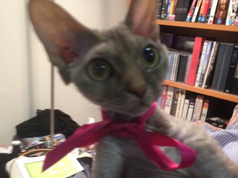 Housesitting assignment in Williamstown, Victoria, Australia