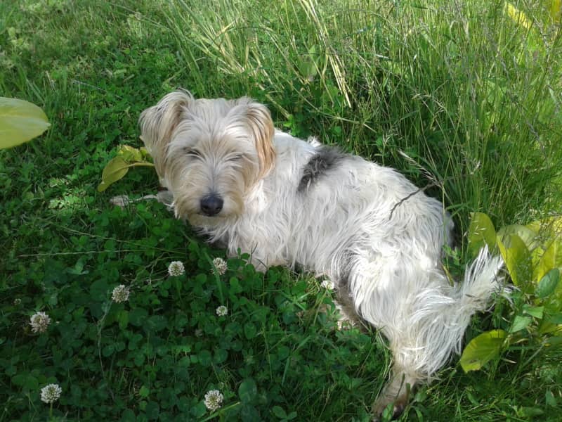 Housesitting assignment in Josselin, France