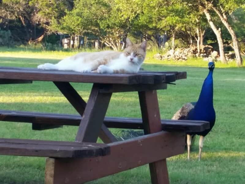 Housesitting assignment in New Braunfels, Texas, United States