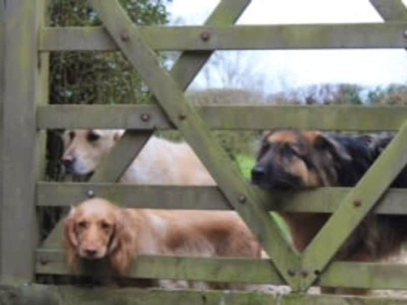 Housesitting assignment in Timberland, United Kingdom