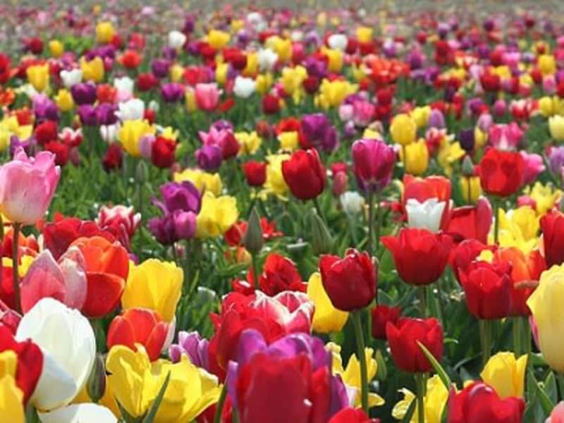 Housesitting assignment in Amsterdam, Netherlands