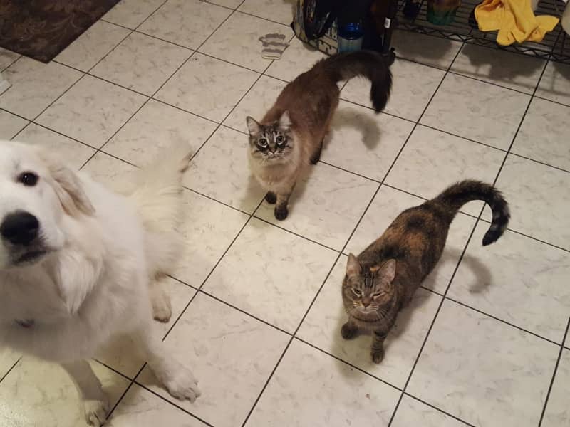 Housesitting assignment in Burnsville, Minnesota, United States