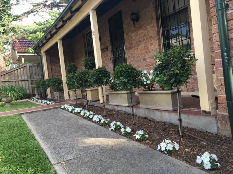 Housesitting assignment in Ashfield, New South Wales, Australia