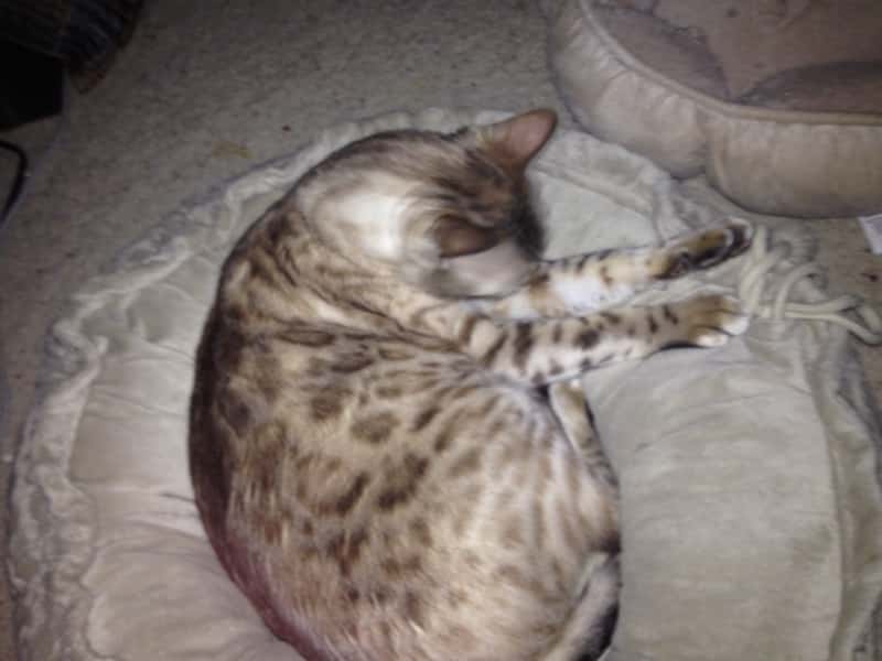 Housesitting assignment in North Indianapolis, Indiana, United States