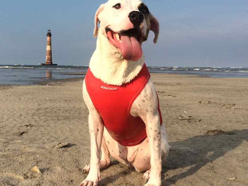 Housesitting assignment in Charleston, South Carolina, United States