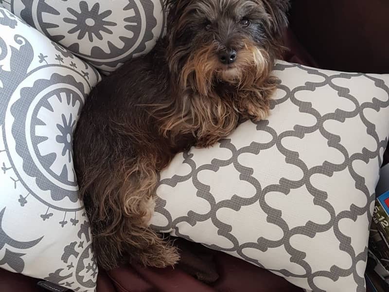 Housesitting assignment in Moonee Ponds, Victoria, Australia