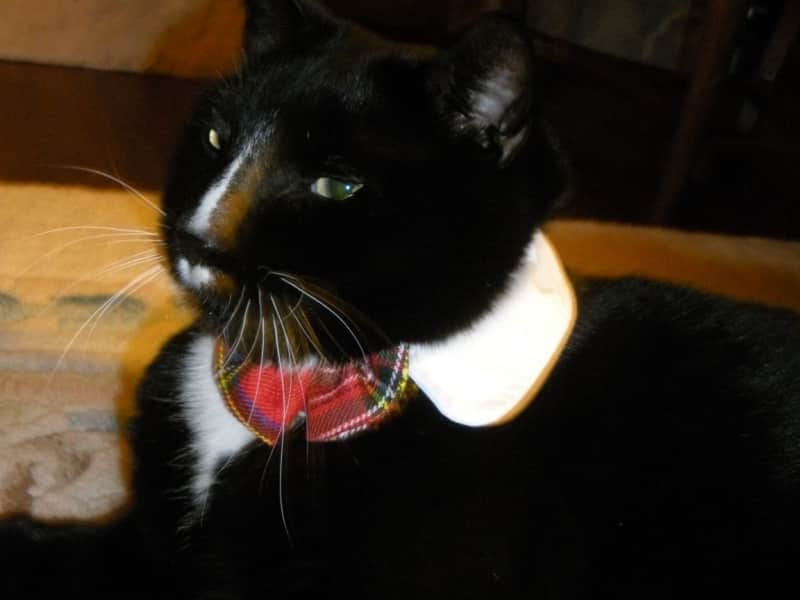 Housesitting assignment in Montréal, Quebec, Canada