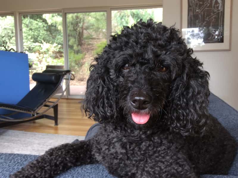 Housesitting assignment in Mitcham, South Australia, Australia