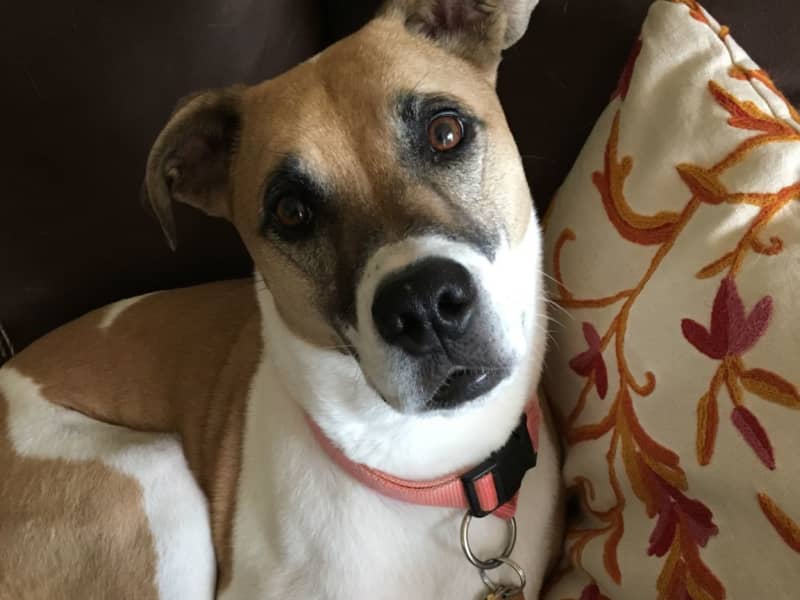 Housesitting assignment in Golden, Colorado, United States