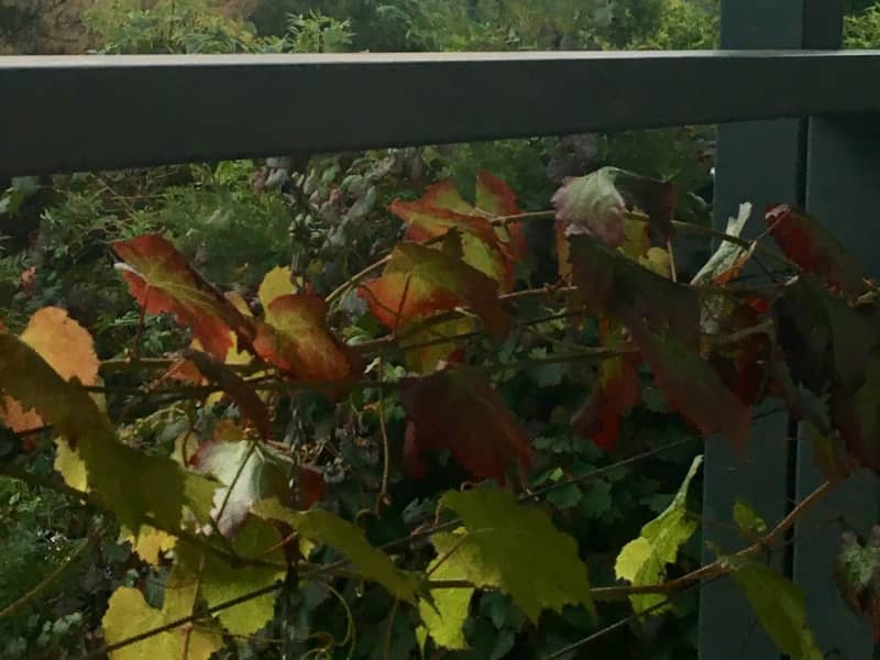 Housesitting assignment in Bright, Victoria, Australia
