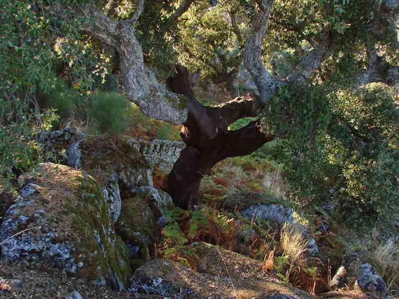Housesitting assignment in Marvão, Portugal