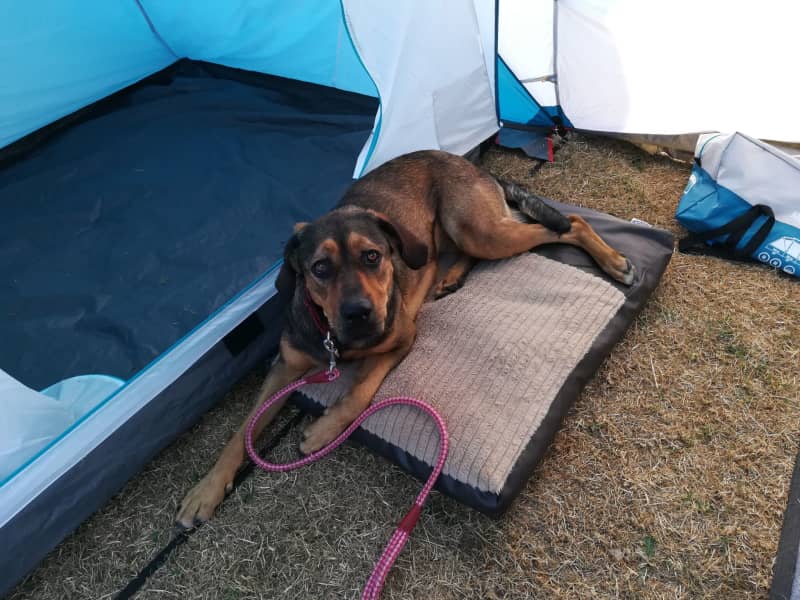 Housesitting assignment in Chester, United Kingdom