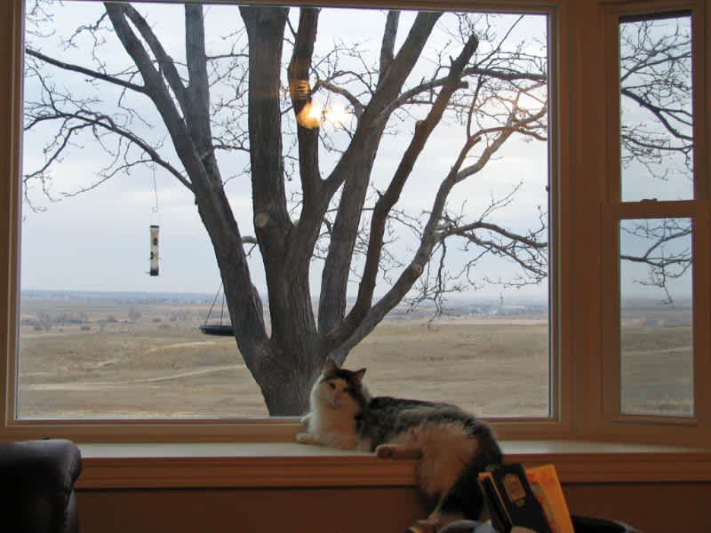 Housesitting assignment in Broomfield, Colorado, United States