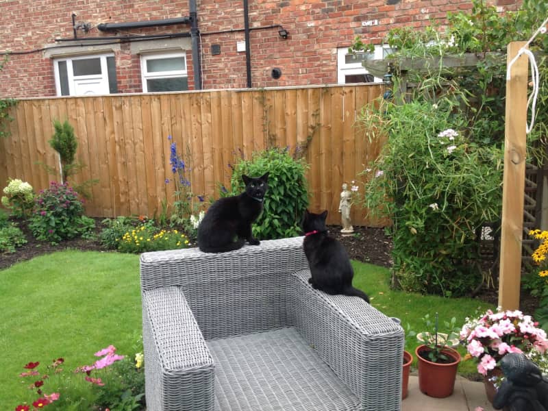 Housesitting assignment in Middlesbrough, United Kingdom