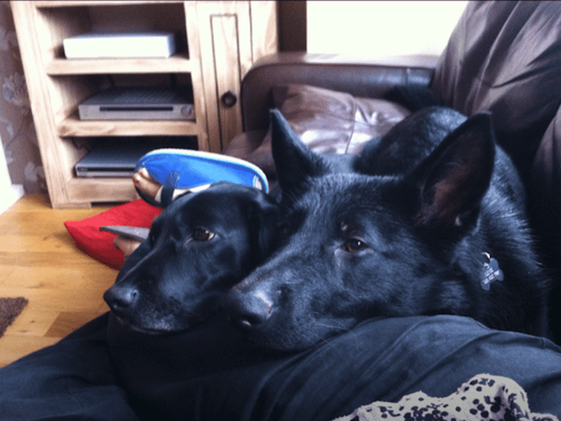 Housesitting assignment in Freiston, United Kingdom