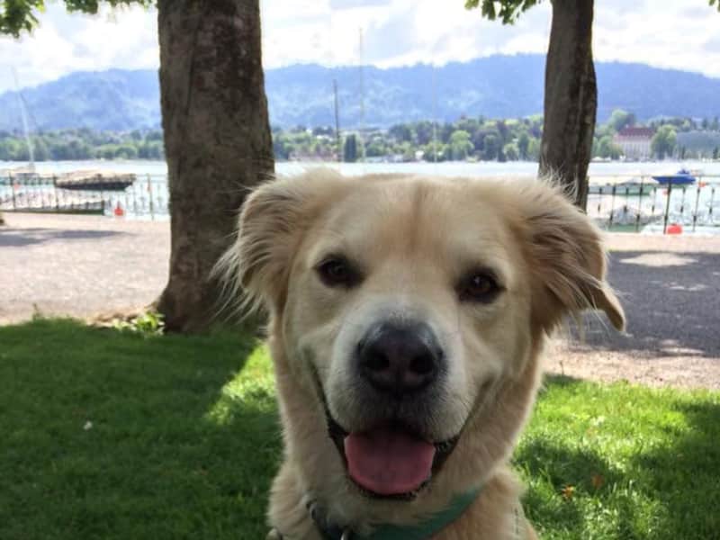 Housesitting assignment in Zürich, Switzerland