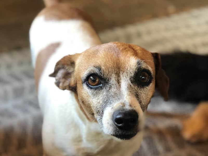 Housesitting assignment in Pretoria East, South Africa