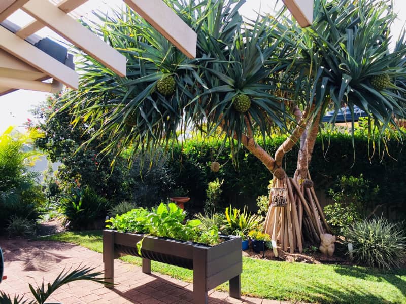 Housesitting assignment in Yamba, New South Wales, Australia