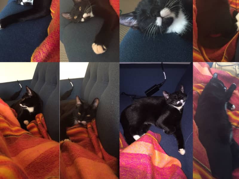 Housesitting assignment in Copenhagen, Denmark