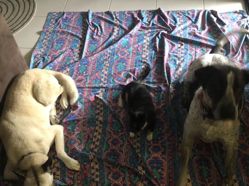 Housesitting assignment in Townsville, Queensland, Australia