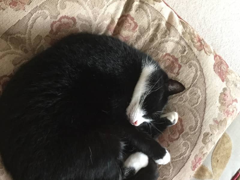 Housesitting assignment in Oban, United Kingdom