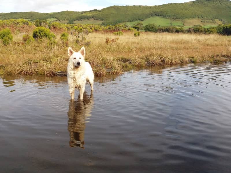 Housesitting assignment in Horta, Portugal