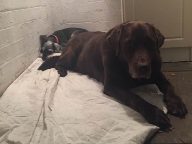 Housesitting assignment in Woollahra, New South Wales, Australia