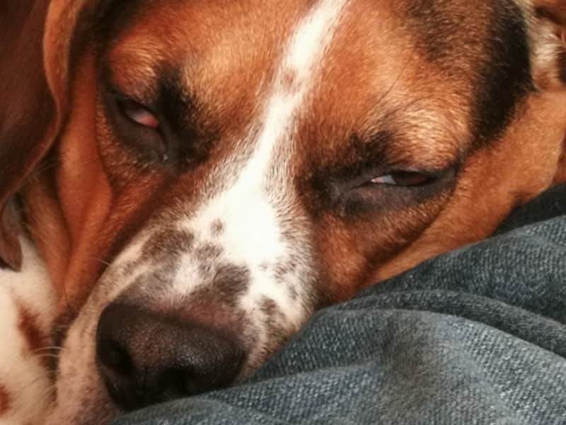 Housesitting assignment in Montréal, Quebec, Canada