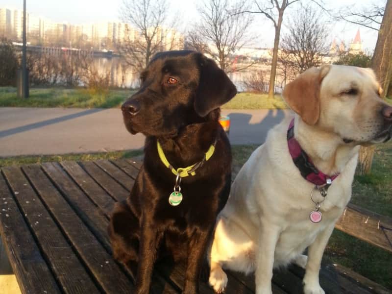 Housesitting assignment in Vienna, Austria