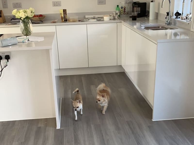 Housesitting assignment in Chipping Sodbury, United Kingdom