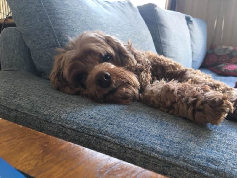 Housesitting assignment in Beijing, China
