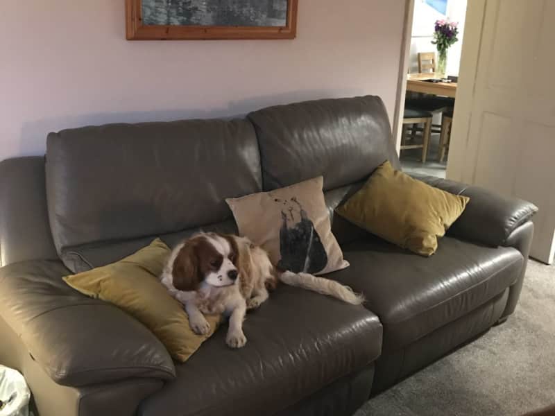 Housesitting assignment in Manchester, United Kingdom