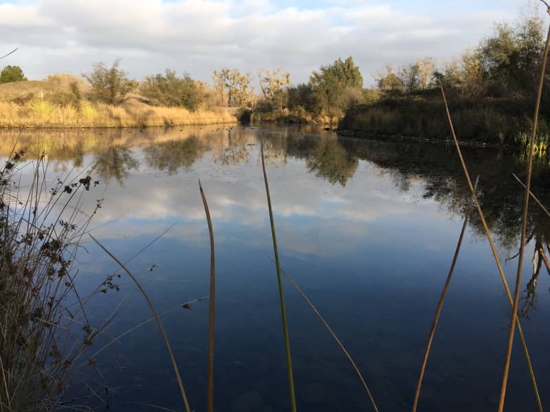 Housesitting assignment in Orangevale, California, United States