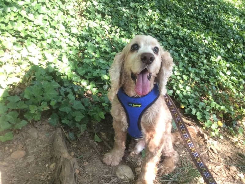 Housesitting assignment in Alexandria, Virginia, United States