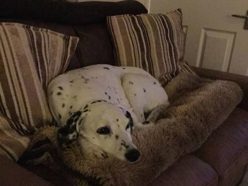 Housesitting assignment in Ilton, United Kingdom