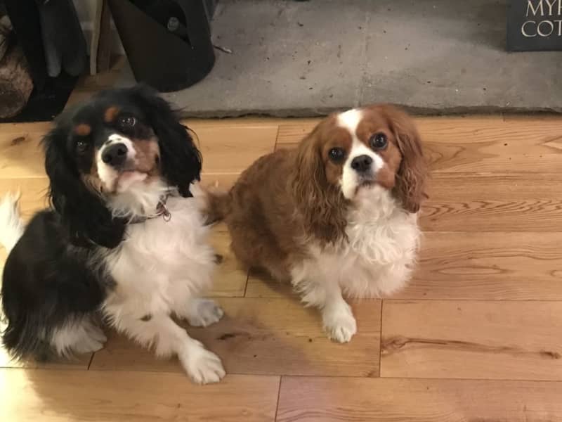 Housesitting assignment in Maiden Bradley, United Kingdom