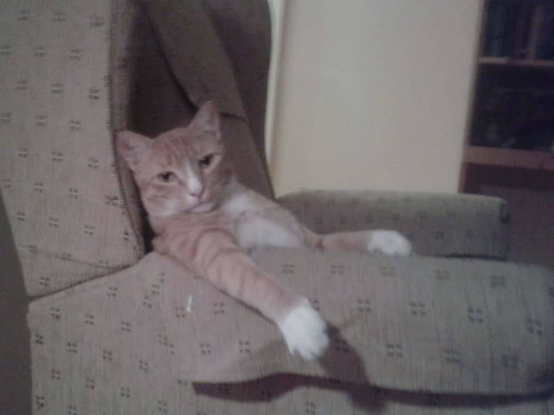 Housesitting assignment in Dubai, United Arab Emirates