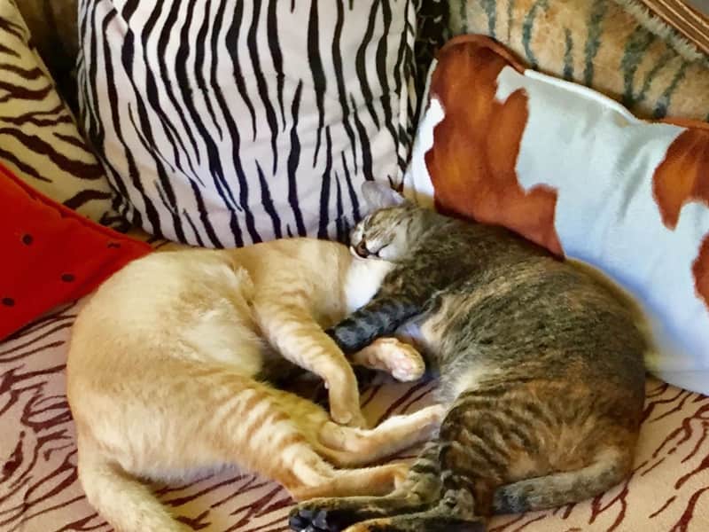 Housesitting assignment in Legian, Indonesia