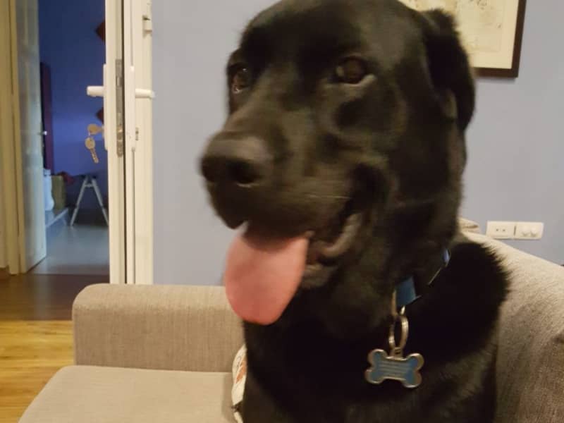 Housesitting assignment in Hanoi, Vietnam