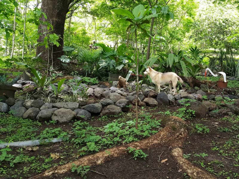 Housesitting assignment in Nicoya, Costa Rica
