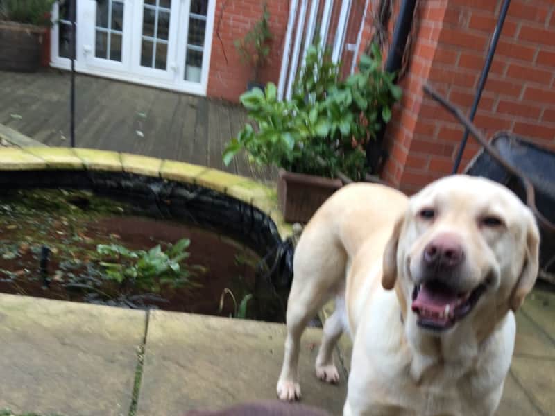Housesitting assignment in Clipstone, United Kingdom